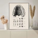 Detailliertes anatomisches Poster der menschlichen Zähne, ideal für wissenschaftliche Dekorationen und Lernzwecke. Perfekt für Büros, Klassenzimmer oder medizinische Praxen.