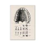 Detaillierte anatomische Illustration des menschlichen Oberkiefers mit Zähnen und Zahnwurzeln, ideal für wissenschaftliche Dekorationen und Bildungszwecke.