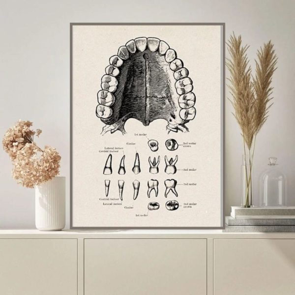 Detailliertes anatomisches Poster der menschlichen Zähne, ideal für wissenschaftliche Dekorationen und Lernzwecke. Perfekt für Büros, Klassenzimmer oder medizinische Praxen.