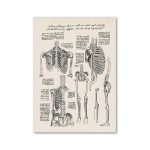 Detaillierte anatomische Skizze des menschlichen Skeletts mit Beschriftungen und Notizen im Stil eines historischen medizinischen Manuskripts.