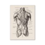 Detaillierte anatomische Illustration der Rückenmuskulatur, zeigt Muskeln, Sehnen und Knochenstrukturen des menschlichen Rückens für wissenschaftliche und dekorative Zwecke.