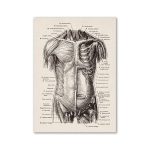 Detailliertes anatomisches Diagramm des menschlichen Oberkörpers mit Muskulatur und Knochen, ideal für wissenschaftliche und bildende Zwecke.