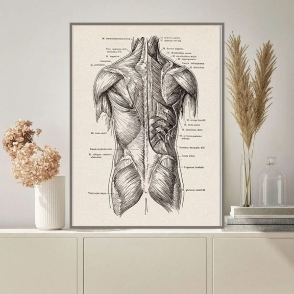 Hintergrund Anatomie-Poster | Wissenschaftsdeko.