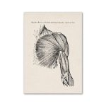Detaillierte wissenschaftliche Illustration der Muskeln des Oberarms und der Brust, zeigt die Anatomie und Muskelstrukturen in Schwarz-Weiß.