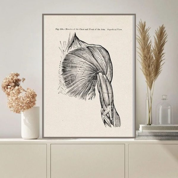Detaillierte wissenschaftliche Illustration der Muskeln im Schultergelenk, zeigt die Anatomie und Muskelstrukturen in Schwarz-Weiß.