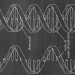 Detaillierte Illustration der DNA-Doppelhelix mit Beschriftungen für Base Pair, Helix und Zuckermoleküle, geeignet für wissenschaftliche Bildungszwecke.