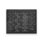 Detailliertes Modell der DNA-Helix mit Beschriftungen der Nukleotide und Basenpaare, ideal für Wissenschaftsdekorationen und Bildungszwecke.