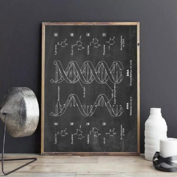 Wissenschaftliche Tafel mit DNA- und RNA-Strukturdiagrammen, ideal für Bildung und Dekoration in wissenschaftlichen Räumen.