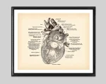 Detailliertes wissenschaftliches Diagramm eines menschlichen Herzens mit anatomischen Bezeichnungen in französischer Sprache, ideal für Bildungs- und Dekorationszwecke.