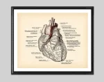 Detaillierte wissenschaftliche Illustration des menschlichen Herzens mit Beschriftungen der Anatomie, ideal für Bildung und Dekoration.