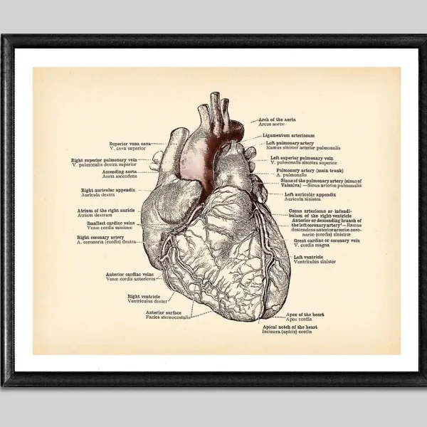 Detaillierte wissenschaftliche Illustration des menschlichen Herzens mit Beschriftungen der Anatomie, ideal für Bildung und Dekoration.