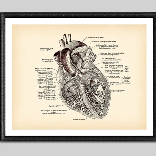 Detaillierte anatomische Illustration eines menschlichen Herzens mit Beschriftungen der verschiedenen Teile, ideal für wissenschaftliche Dekorationen und Lernzwecke.