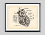 Detaillierte Illustration eines menschlichen Herzens mit anatomischen Beschriftungen, ideal für wissenschaftliche Dekorationen und medizinische Sammlungen.