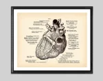 Herzmodell mit anatomischer Beschriftung, zeigt die verschiedenen Teile des menschlichen Herzens, inklusive Arterien, Venen und Kammern, ideal für medizinische Bildung und Dekoration.