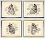 Herzzeichnung mit anatomischen Beschriftungen, detaillierte medizinische Illustration eines menschlichen Herzens mit Beschriftungen der verschiedenen Teile.