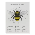 Detaillierte Illustration der Biene mit nummerierten Teilen, zeigt die Anatomie von Bienen, inklusive Augen, Flügel, Beine und Stachel. Perfekt für wissenschaftliche Dekorationen.
