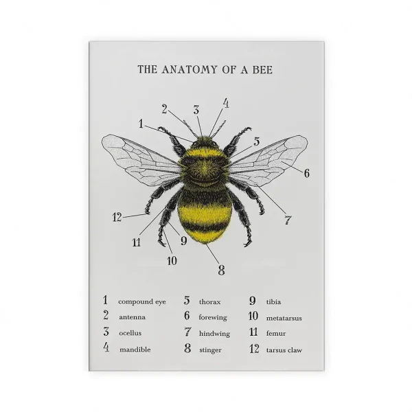 Detaillierte wissenschaftliche Illustration der Bienenanatomie mit nummerierten Teilen wie Augen, Flügel, Beine und Taster. Perfekt für Bildung und Dekoration.