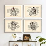 Vier detaillierte anatomische Illustrationen des menschlichen Herzens im Vintage-Stil, perfekt für medizinische Dekorationen oder wissenschaftliche Sammlungen.