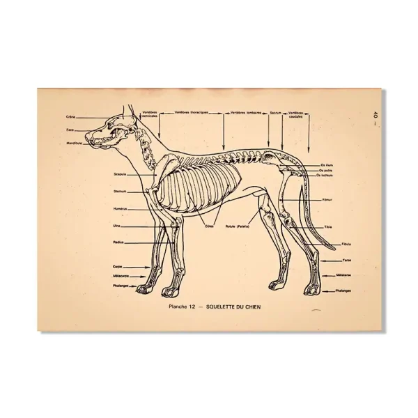 Skelettmodell eines Hundes mit detaillierten Beschriftungen der Knochen und anatomischen Strukturen, ideal für Bildungszwecke und wissenschaftliche Studien.