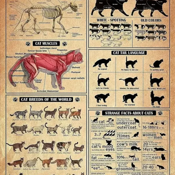 Detaillierte wissenschaftliche Illustration der Anatomie, Muskulatur und verschiedener Katzenarten, inklusive Fakten und Verhaltensweisen.