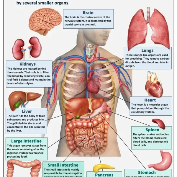 Detaillierte Illustration der menschlichen Anatomie mit Fokus auf Gehirn, Herz, Lunge, Leber, Magen, Darm und andere wichtige Organe.