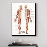 Detailliertes Anatomie-Poster des menschlichen Körpers mit Muskeln, Knochen und Organen, ideal für Wissenschafts- und Medizinsammler.