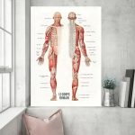 Hochwertiges anatomisches Poster des menschlichen Körpers mit detaillierten Beschriftungen der Muskulatur und Skelettelemente, ideal für Bildung und Dekoration.