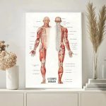Anatomisches Poster des menschlichen Körpers mit detaillierter Darstellung der Muskulatur, Knochen und Nervensysteme, ideal für Bildung und wissenschaftliche Dekoration.