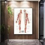Detailliertes anatomisches Poster des menschlichen Körpers mit Muskeln, Knochen und Organen, ideal für Bildung und Dekoration in medizinischen Einrichtungen.