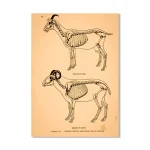 Anatomische Zeichnung von Hirsch- und Schafskellet, detaillierte wissenschaftliche Illustration für Bildungszwecke.