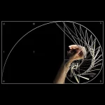 Detailliertes Bild eines Fibonacci-Spiralmusters mit mathematischen Linien und Proportionen, das die Schönheit der Natur und Mathematik verbindet.