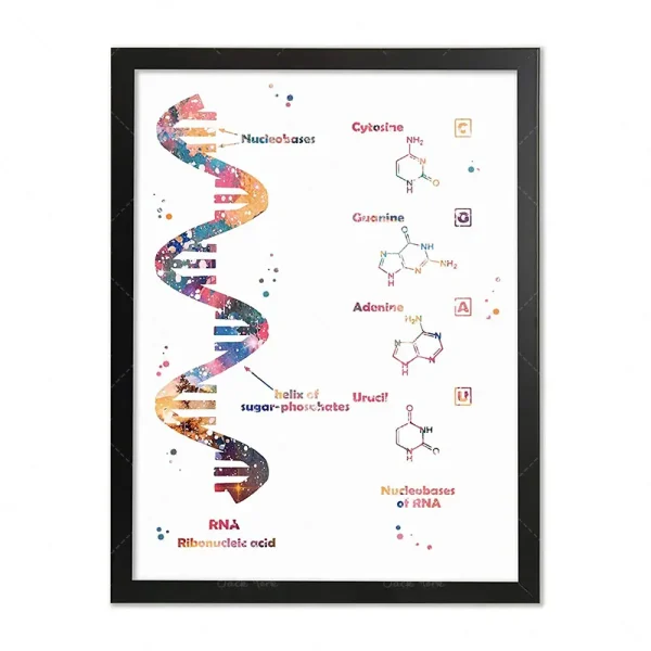 Illustration der DNA-Doppelhelix mit chemischen Strukturen der Nukleotide.