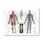 Detaillierte anatomische Illustration des menschlichen Körpers mit Muskeln, Kreislauf und Nervensystem, ideal für Bildung und wissenschaftliche Zwecke.