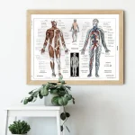 Anatomie-Poster des menschlichen Körpers in Rahmen, zeigt Muskeln, Knochen und Organe, ideal für medizinische Bildung und Dekoration.