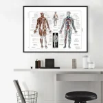 Anatomie-Poster mit menschlichen Muskel- und Nervensystemen, ideal für medizinische Bildung und Dekoration in Praxis oder Klassenzimmer.