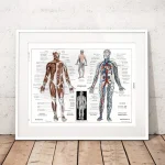 Anatomisches Lehrposter mit detaillierten Darstellungen des menschlichen Körpers, inklusive Muskeln, Nerven, Blutgefäße und Organe, ideal für Bildung und Dekoration.