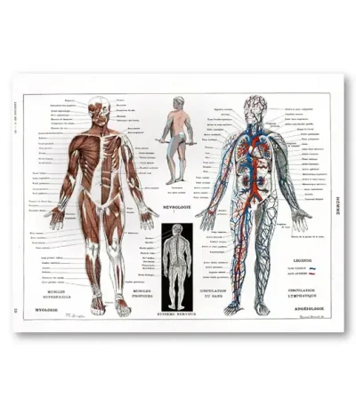 Detaillierte anatomische Illustration des menschlichen Körpers mit Muskeln, Kreislauf und Nervensystem, ideal für Bildung und wissenschaftliche Zwecke.