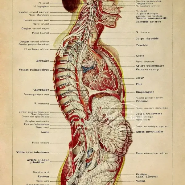 Detaillierte anatomische Illustration des menschlichen Gehirns, Nerven und des Nervensystems, inklusive Schädel, Rückenmark und peripherer Nerven.