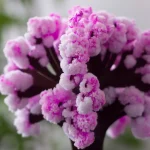 Nahaufnahme von pinken und weißen Blumenknospen mit zarten Texturen, detailreiche Blüten in einer natürlichen Umgebung.