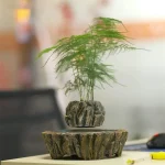 Kleine Pflanze in einer dekorativen, natursteinähnlichen Vase auf einem Tisch, ideal für wissenschaftliche oder dekorative Zwecke.