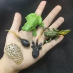 Detailaufnahme von realistischen Modellfiguren von Fröschen und Eidechsen, ideal für wissenschaftliche Dekorationen und Bildungszwecke.