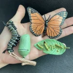 Detaillierte wissenschaftliche Dekorationen: Ein Schmetterling, eine Raupe und ein Kokon, ideal für Bildungs- und Dekorationszwecke.