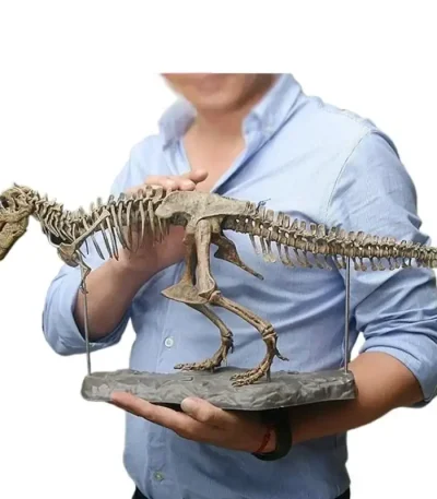 Detailliertes Dinosaurier-Skelettmodell, das von einer Person gehalten wird, ideal für wissenschaftliche Dekorationen und Lernzwecke.