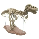 Detailliertes Dinosaurier-Skelettmodell, ideal für wissenschaftliche Ausstellungen, Bildung und Dekoration in wissenschaftlichen Boutiquen.