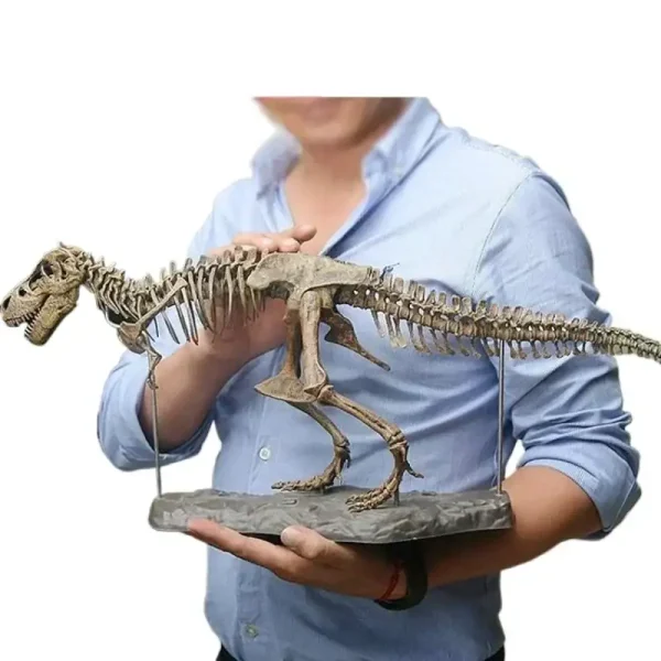 Detailliertes Dinosaurier-Skelettmodell, das von einer Person gehalten wird, ideal für wissenschaftliche Dekorationen und Lernzwecke.