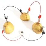 Wissenschaftliches Experiment mit drei Kartoffeln, die durch Kabel und Klemmen verbunden sind, um elektrischen Strom zu demonstrieren.