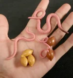 Nahaufnahme von kleinen, pinken Würgeschlangen und braunen Eiern, die auf einer Hand liegen, ideal für wissenschaftliche Dekorationen und Gadgets.