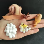 Detailaufnahme einer Schnecke und eines wissenschaftlichen Pflanzenmodells auf einer Hand, ideal für Bildungs- und Dekorationszwecke.