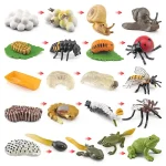 Detaillierte Abbildung verschiedener wissenschaftlicher Modelle, von Blumenwurm bis Frosch, ideal für Bildung und Dekoration in wissenschaftlichen Umgebungen.