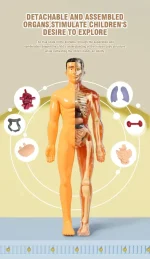 Detailliertes anatomisches Modell eines menschlichen Körpers, das innere Organe zeigt, um das Verständnis der menschlichen Anatomie für Kinder zu fördern.